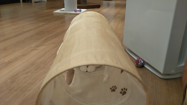モフモフに癒されて（猫カフェ）の記事動画