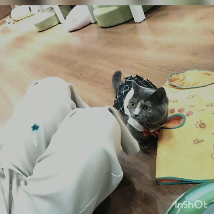 モフモフに癒されて（猫カフェ）の記事動画