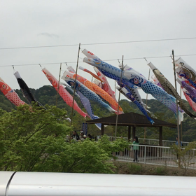 鯉のぼりの画像