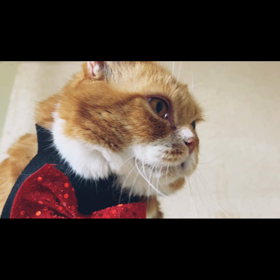 ハロウイン撮影動画その１　ティオパパ、メルママ、ミュウ編の画像