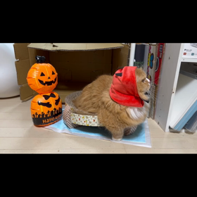 ハロウイン撮影動画その２　モコたん、うるる君、ちゅーたん、うららちゃん編の画像