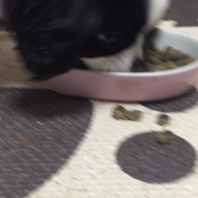 愛犬ナナちゃんの爆食の画像