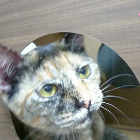 ジャングルジムの画像