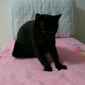 ふみふみの画像