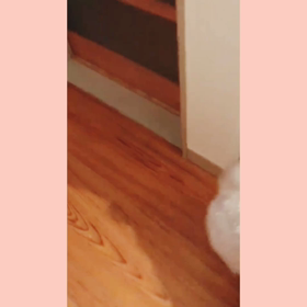 ポポはタップダンサー？の画像