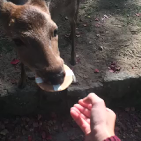KAWAII♡の画像