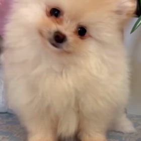余命9ヶ月の子犬 ココロちゃん 第2弾 動画配信しました。の画像
