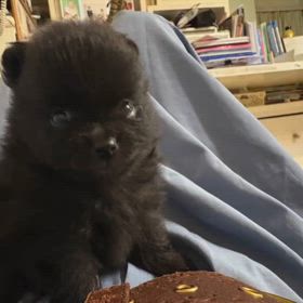 黒ポメベビーの画像