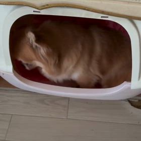 2025/08/10の画像
