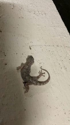 ホピ族GERALD LOMAVENTEMA メイゼ＆ケトーのワイド幅リング☆の記事動画