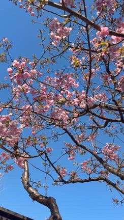 雪の後は晴天^_^Tサイトの桜に、ウグイスが来てた〜♪早春ですね〜の記事動画
