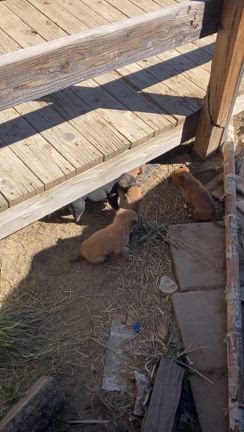 3/2。ニューメキシコ州ギャラップ〜アリゾナ州ホルブロック〜ペイソン〜メサの記事動画