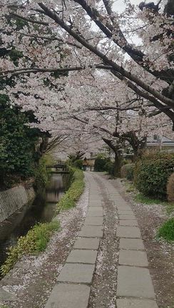 花見団子と桜吹雪の記事動画