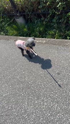 まだまだ続きそうな痛みの記事動画