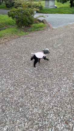 今日もテケテケ…の記事動画