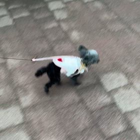 今朝は涼しいより寒いあさんぽの画像