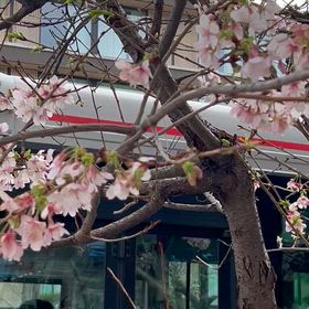 ヒロコ便り　今日の鎌倉の桜の画像