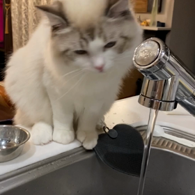 水道の蛇口から水飲む猫ちゃんの画像