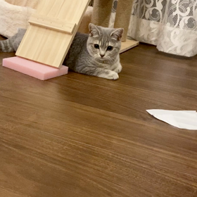 折り紙大好きな子猫ちゃんの画像