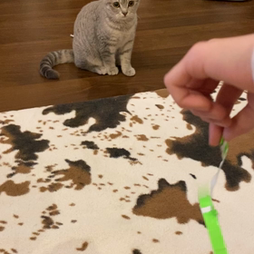 折り紙が大好きな子猫ちゃんの画像