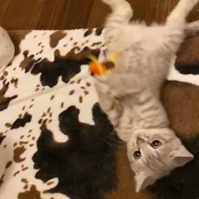 子猫が可愛すぎてたまりません^_^の画像