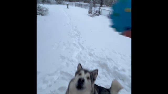 Happy Valentine's Day♡と雪遊び╰(*´︶`*)╯♡の記事動画