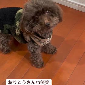 ドールの心境(・      ∀      ・)の画像