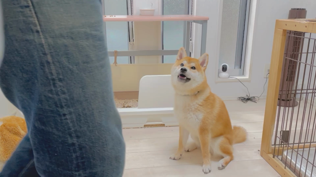 そういえば、こちらでは報告してなかったと思うので。の記事動画