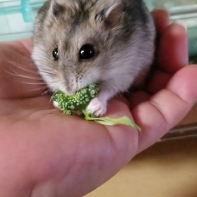 本当に可愛いんです♡の画像