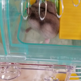 おはようございまチュ～♪の画像