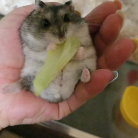 親バカ( *´艸)の画像