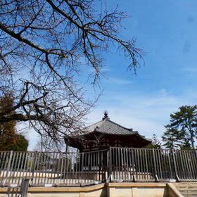 桜狩り・序章　北円堂桜の動画の画像