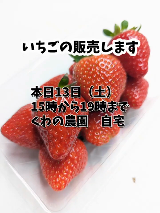 いちごの販売しますの記事動画