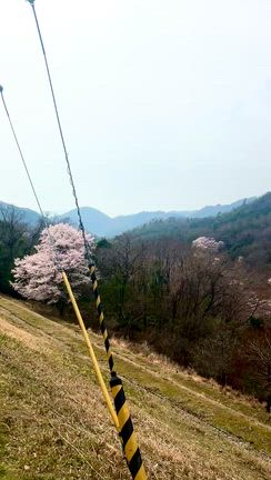 毎年恒例、ログの水 開栓！！と 桜の記事動画