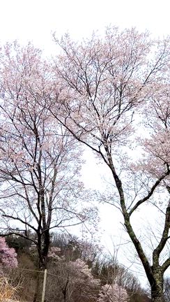 グルキャン@夜のお宅訪問と、朝の撤収と、桜と、ハンバーグの記事動画