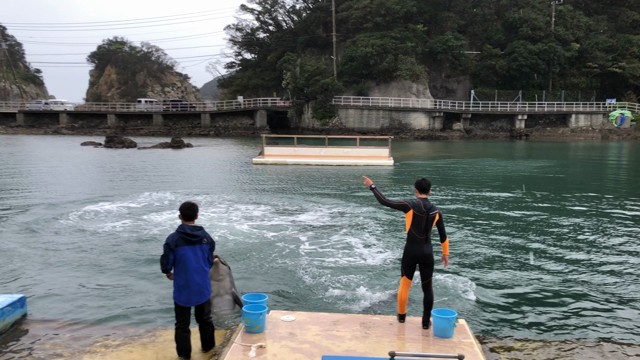 下田海中水族館　中編の記事動画