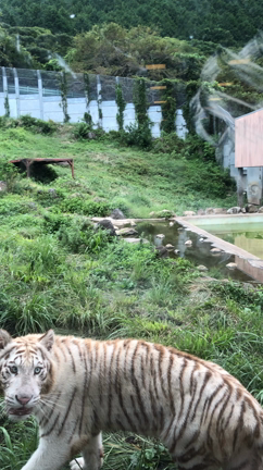 伊豆アニマルキングダム　２の記事動画