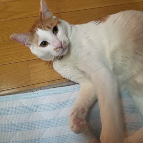 にゃんこの画像