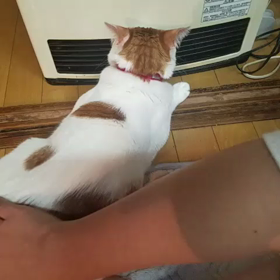 にゃんこの画像