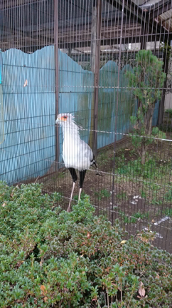 数年ぶりの上野動物園の記事動画