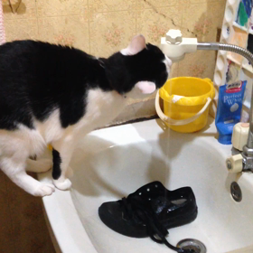 うちのネコの画像
