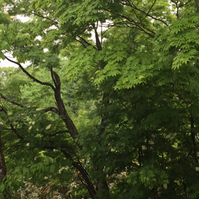 玉川温泉、最終日(^^)の画像