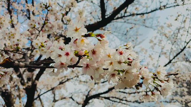 桜花爛漫桜の日と亀の甲羅干しの記事動画
