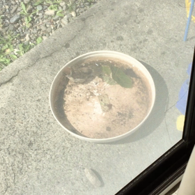 スズメの知らせの画像