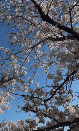 ともの記事動画