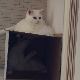 天然の媚薬の画像
