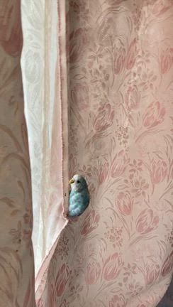 よじ登り、走り回るセキセインコのマリンちゃんの記事動画
