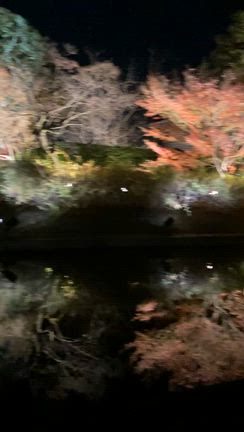 【京都観光】京都人もなかなか行かない、東寺の紅葉のライトアップへの記事動画