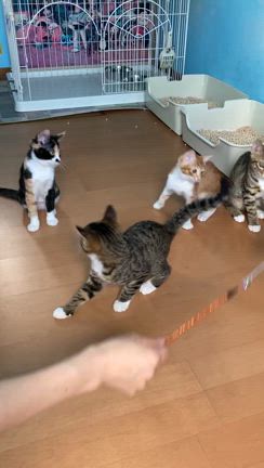 【譲渡会】毎週日曜日はシェルターでの譲渡会です。の記事動画