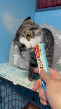 【FIP】ほそかわ君がFIPになってしまいました。の記事動画